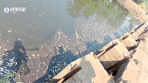 Dead fish floating