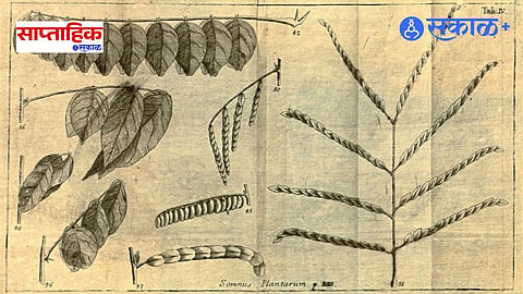 Plant Intelligence