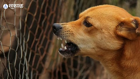 Rabies injection