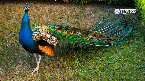 Forest officials inspect peacock hunting traps