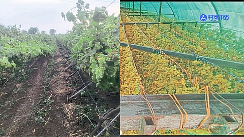 Crop Loss beacouse of Unseasonal Rain