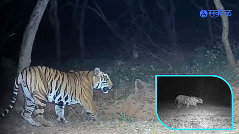 Chandoli sanctuary wildlife latest update