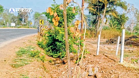 Newly planted trees