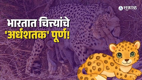 Kuno Cheetah