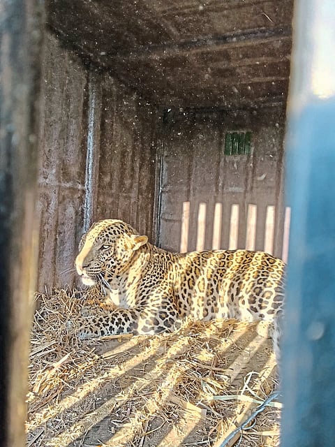 आंधळगावला पिंजऱ्यात
अखेर बिबट्या जेरबंद