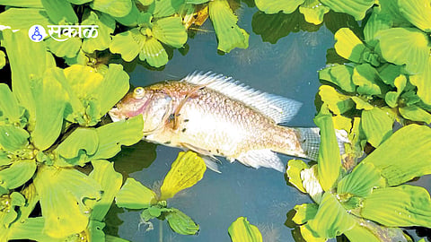 Severe water pollution