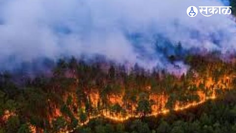 Forest Fire Crime