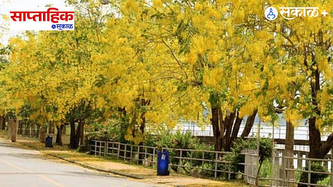 Golden Shower Tree India