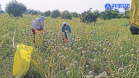 Buldhana News