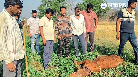 Akola News