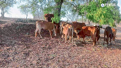 Latur News