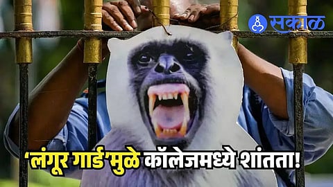 Monkey Guard