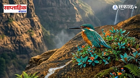 Exclusive 90-minute common kingfisher photography by hobbyist photographer
