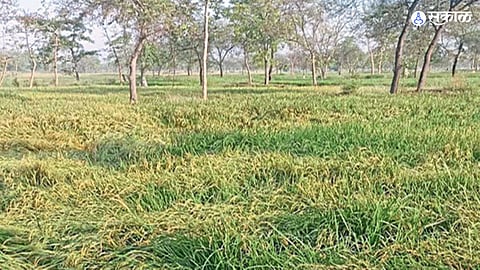 Vidarbha News