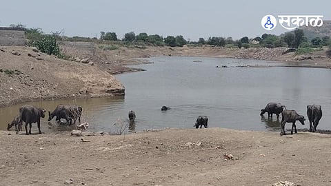 Water Crisis Deepens: Adul Percolation Tank Hits Dead Storage Level