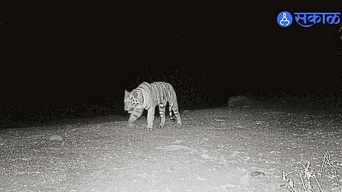 Mystery Deepens as Tiger Remains Unseen in Yedshi Wildlife Sanctuary