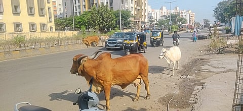 मोकाट गुरांमुळे वाहनचालक त्रस्त
