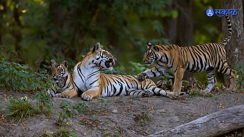 Tigress and Four Cubs Die Due to CD Virus in Kanha Tiger Reserve