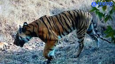 Yedshi Tiger Likely Traveled 100 Km Towards Baramati in Search of Tigress