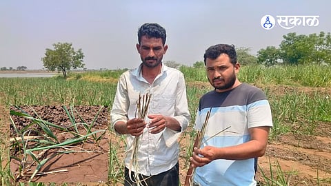 Heatwave Triggers Stem Borer Infestation in Sugarcane