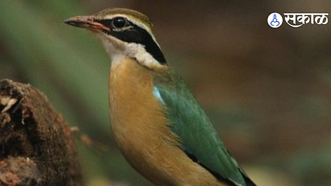 Migratory Navrang Bird Spotted in Konkan; Nesting Season Begins