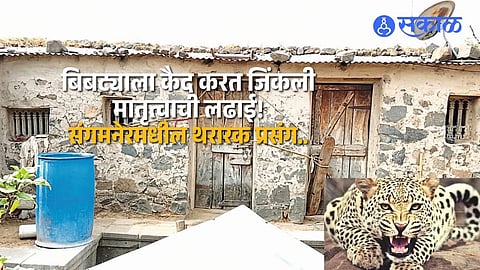 Sangamner Leopard Attack