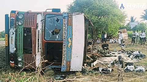 Cattle Transport Truck Meets With Accident in Solapur’s Mohol Taluka