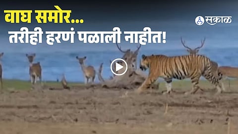 Deer Don’t Run Even As Tiger Walks Nearby, Viral Video Stuns Internet