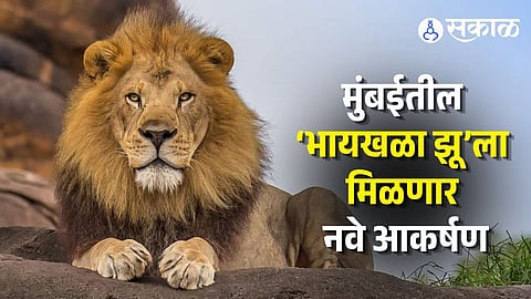 Mumbai Byculla Zoo Lions