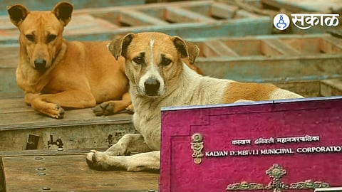 stray dogs killed case