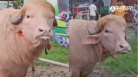 Massive Eid bulls in Bangladesh, named “Donald Trump” and “Benjamin Netanyahu,” attract crowds due to their size, unique appearance, and contrasting behavior.