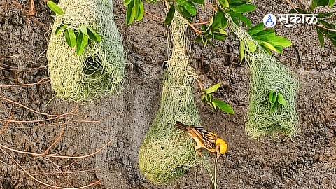Avian Architecture: Baya Weaver Birds Begin Pre-Monsoon Nesting Work in Kannad