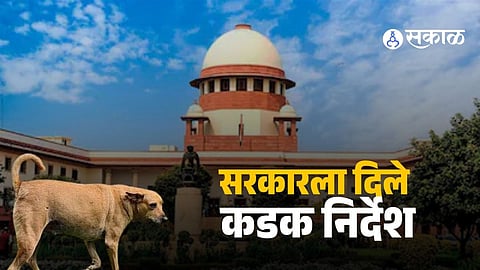 Supreme Court reinforces strict action to remove stray dogs from public places amid rising safety concerns.
