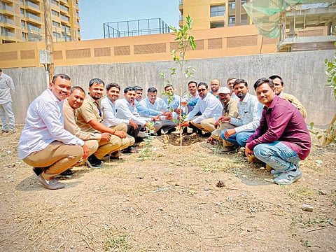 महावितरण कर्मचाऱ्यांचा वृक्षारोपण उपक्रम
