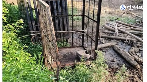 Audacious Theft: Miscreants Steal Bait from Leopard Trap in Narodi