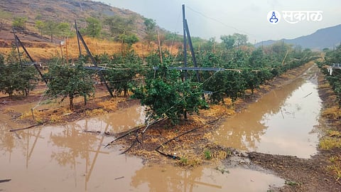 Unseasonal Rain and Hailstorm Devastate Junnar Farms