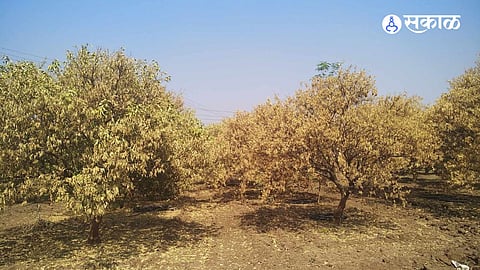 The Vanishing Green: Thousands of Fruit-Bearing Trees Turned into Firewood
