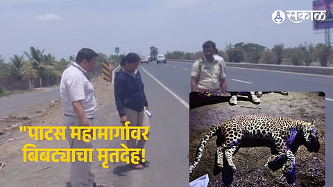 Wildlife Tragedy: Leopard Found Dead on Pune-Solapur Highway