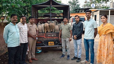Highway Heist: Sheep Stolen from Moving Truck Recovered Within 24 Hours
