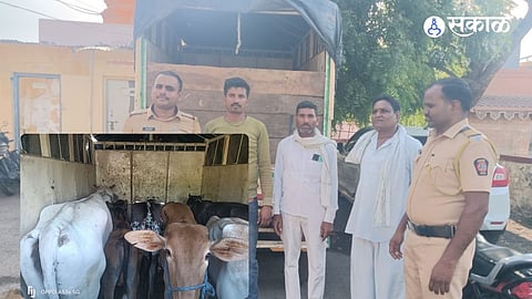 Police Crackdown: Illegal Cattle Smuggling Racket Busted in Murma
