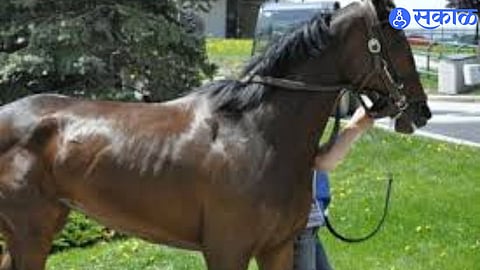 Family Loses Livelihood After Horse Dies Due to Fallen Electricity Wire