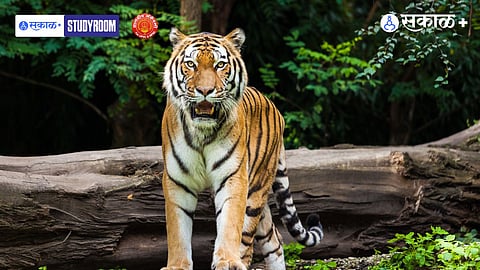 Impact of Human Interference on Wildlife Habitats