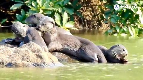 World Otter Day Special: The Harsh Survival Battle of Otters in Raigad’s Polluted Rivers