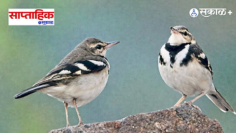 Sinhagad Valley Winter Bird Watching Spots