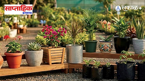 Premium|Best Grow Bags for Terrace Gardening India : टेरेस गार्डनसाठी ‘ग्रो बॅग्ज’ ठरू शकतात उत्तम पर्याय; जाणून घ्या कुंडी निवडण्याचे योग्य गणित