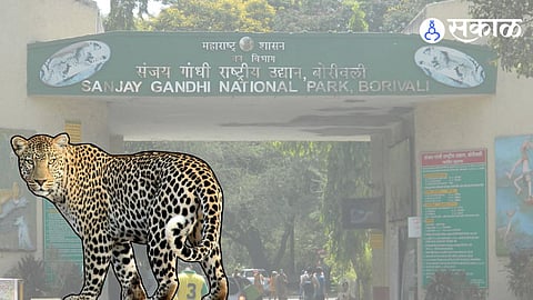 SGNP Leopard Death Controversy