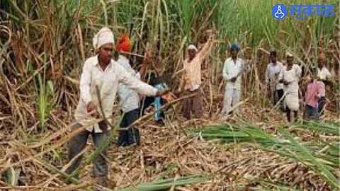 Trust Turned Costly: Farmers Lose Lakhs in Fake Sugarcane Labour Racket