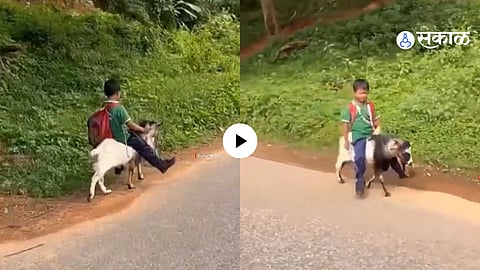 Neither Bike Nor Bicycle! Schoolboy Rides a Goat to School, Viral Video Leaves Internet Amazed