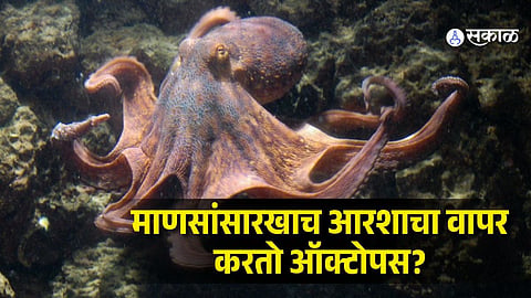 Scientists Discover Octopuses Use Reflections to Locate Hidden Food