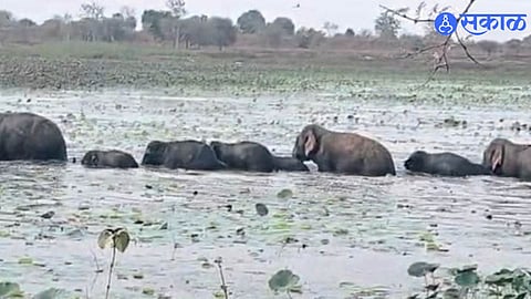 Chandrapur